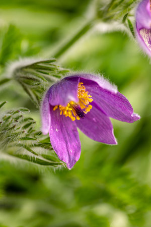 Pasque flowers bloom sparsely this year