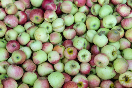 Freshly harvested apples from the orchard
