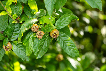 The fruits of the real medlar are almost ripe