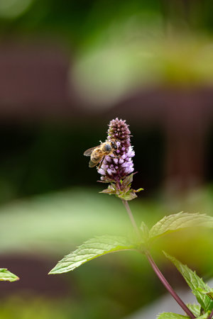 This bee likes the chocolate mint blossom
