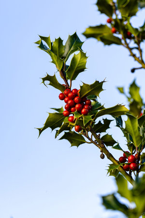 Blue sky and the evening sun cast the branch of the Ilex with its red berries in a special light