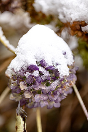 The heavy snowfall surprised the plant worldの写真素材