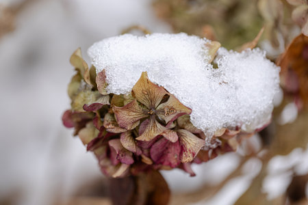 Days of frost have damaged the hydrangea's flowers and prevented the snow cap from thawingの写真素材