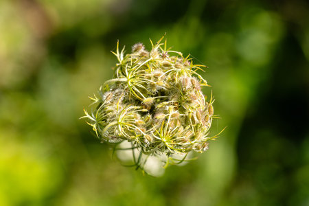 Flowers of a wild carrot (Corylus avellana)