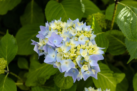 Hydrangea bush with a first bloom