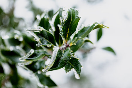 Heavy night frost has covered the holly with an ice glazeの写真素材