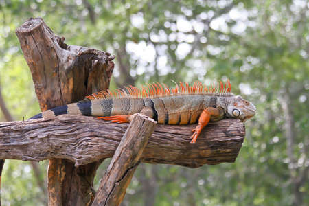 iquana in the zooの写真素材