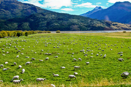 sheep in farm newzealandの写真素材