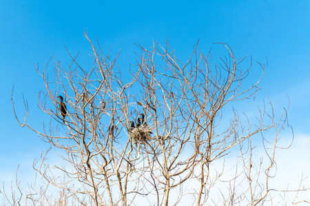 the crow family wild lifeの写真素材