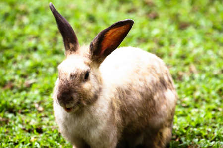 the rabbit in the gardenの写真素材