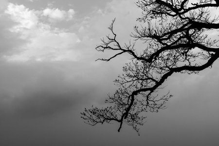 the branch with cool sky in winter