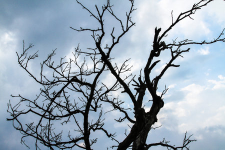 the branch with blue sky in spring