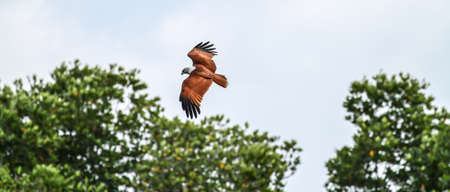 red backed sea-eagle in thailandの写真素材