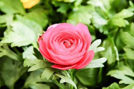 red rose in gardenの写真素材