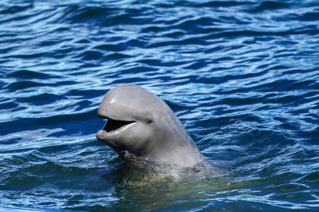 Irrawaddy dolphinの写真素材
