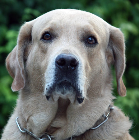 the face of labrador
