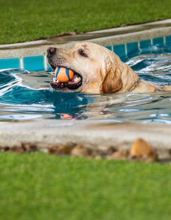 the action of labrador in waterの写真素材