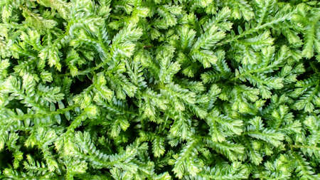 the color green of naturalの写真素材