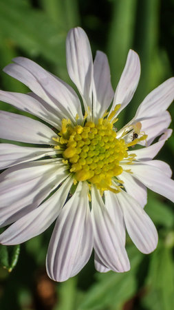 The white Singapore dailsy in gardenの写真素材