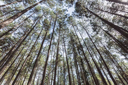 the pine tree at changmai in thailandの写真素材