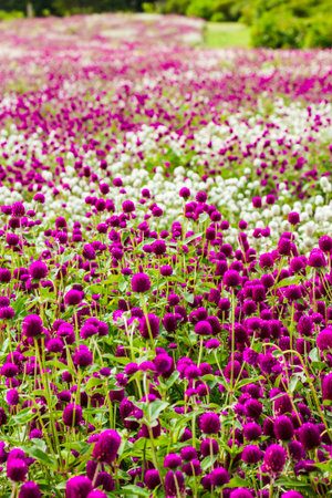 the flower in Park