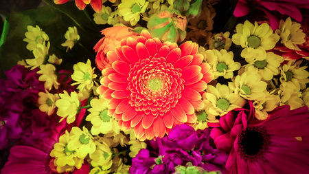 the many color of flower