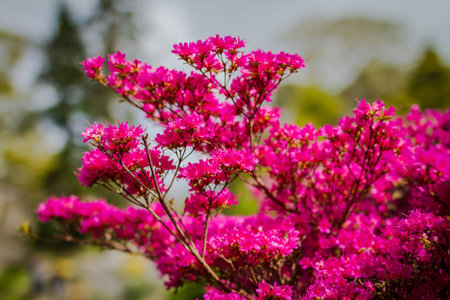 pink flower in public park ireland