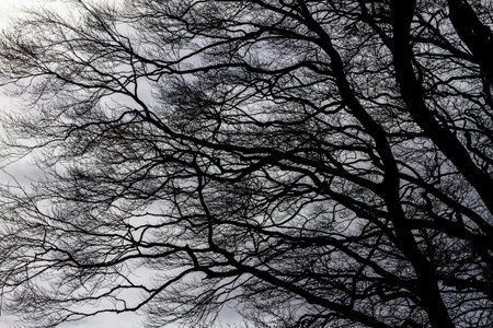 the tree line in old castle ireland