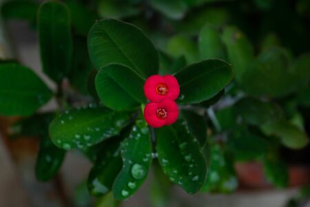 Mom plantの写真素材