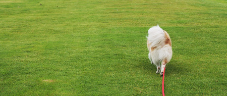 Dog walking on the green grassの写真素材