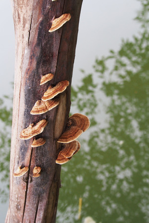 Mushrooms on a logの写真素材