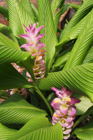 Pink flowers with green leavesの写真素材