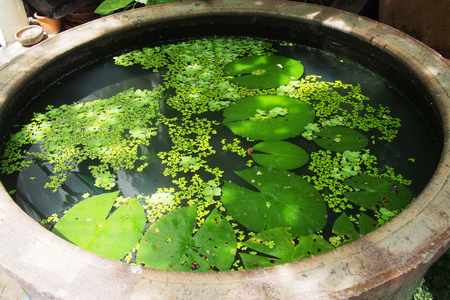Lotus leaves pondの写真素材