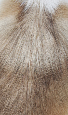 Light brown dog hair textureの写真素材