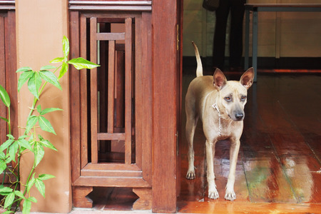 Dog on the porchの写真素材