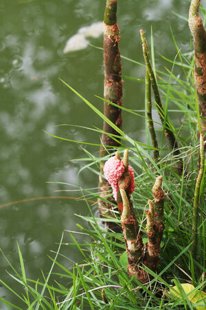 Pink egg shells on the water plantsの写真素材