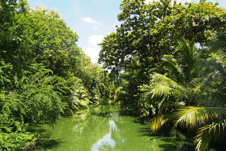 Green water canalの写真素材