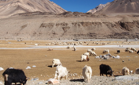 Pasture in North Indiaの写真素材