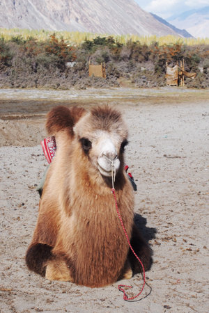 Bactrian camel sitting on the desertの写真素材
