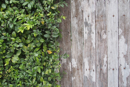 rustic timber with green plants wallの写真素材