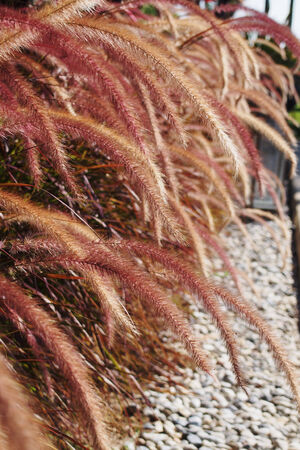 Red tone grass flowerの写真素材