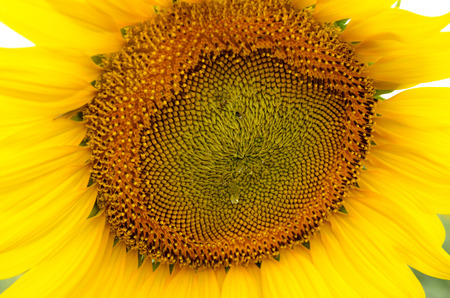 Blooming sunflowerの写真素材