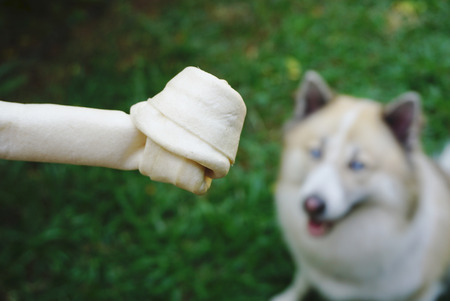 Dog bone with blue eyes dog backgroundの写真素材