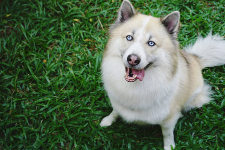 Beautiful blue eyes dog sitting on green grass