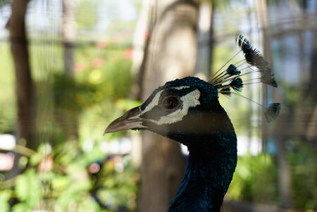 peacock headの写真素材