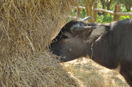 water buffalo eating hayの写真素材