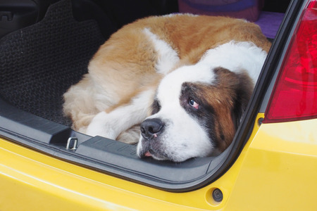 St. Bernard dog squatting in the back of yellow carの写真素材