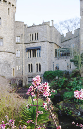 Pink flower with old castle architecture backgroundのeditorial素材