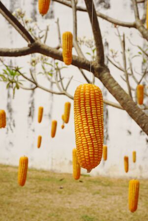 Hanging corn on the treeの写真素材