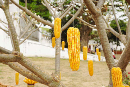 Hanging corn on the treeの写真素材